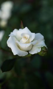 Preview wallpaper rose, white, flower, buds, bloom