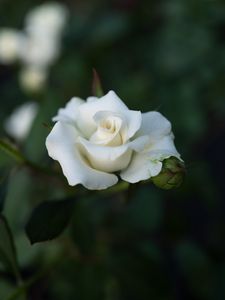 Preview wallpaper rose, white, flower, buds, bloom
