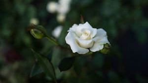 Preview wallpaper rose, white, flower, buds, bloom