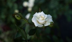 Preview wallpaper rose, white, flower, buds, bloom