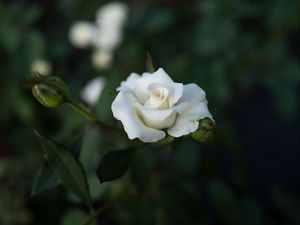 Preview wallpaper rose, white, flower, buds, bloom