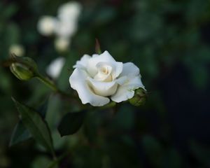 Preview wallpaper rose, white, flower, buds, bloom