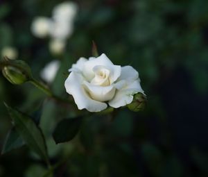 Preview wallpaper rose, white, flower, buds, bloom