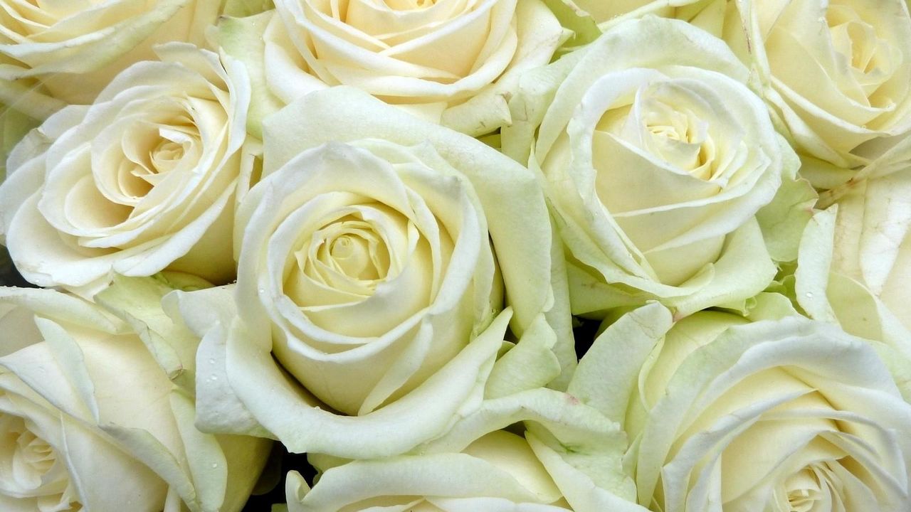 Wallpaper rose, white, flower buds, many