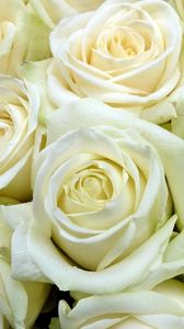 Preview wallpaper rose, white, flower buds, many