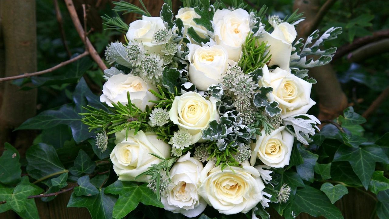 Wallpaper rose, white, flowers, flower, green, decoration
