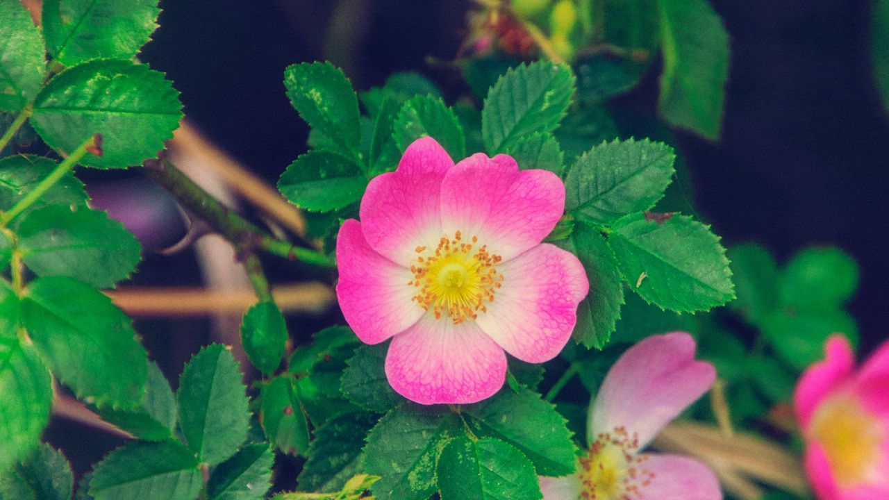 Wallpaper rose, wild rose, bloom, bush, pink, leaves