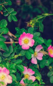 Preview wallpaper rose, wild rose, bloom, bush, pink, leaves