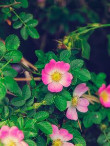 Preview wallpaper rose, wild rose, bloom, bush, pink, leaves