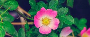 Preview wallpaper rose, wild rose, bloom, bush, pink, leaves