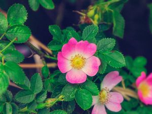 Preview wallpaper rose, wild rose, bloom, bush, pink, leaves