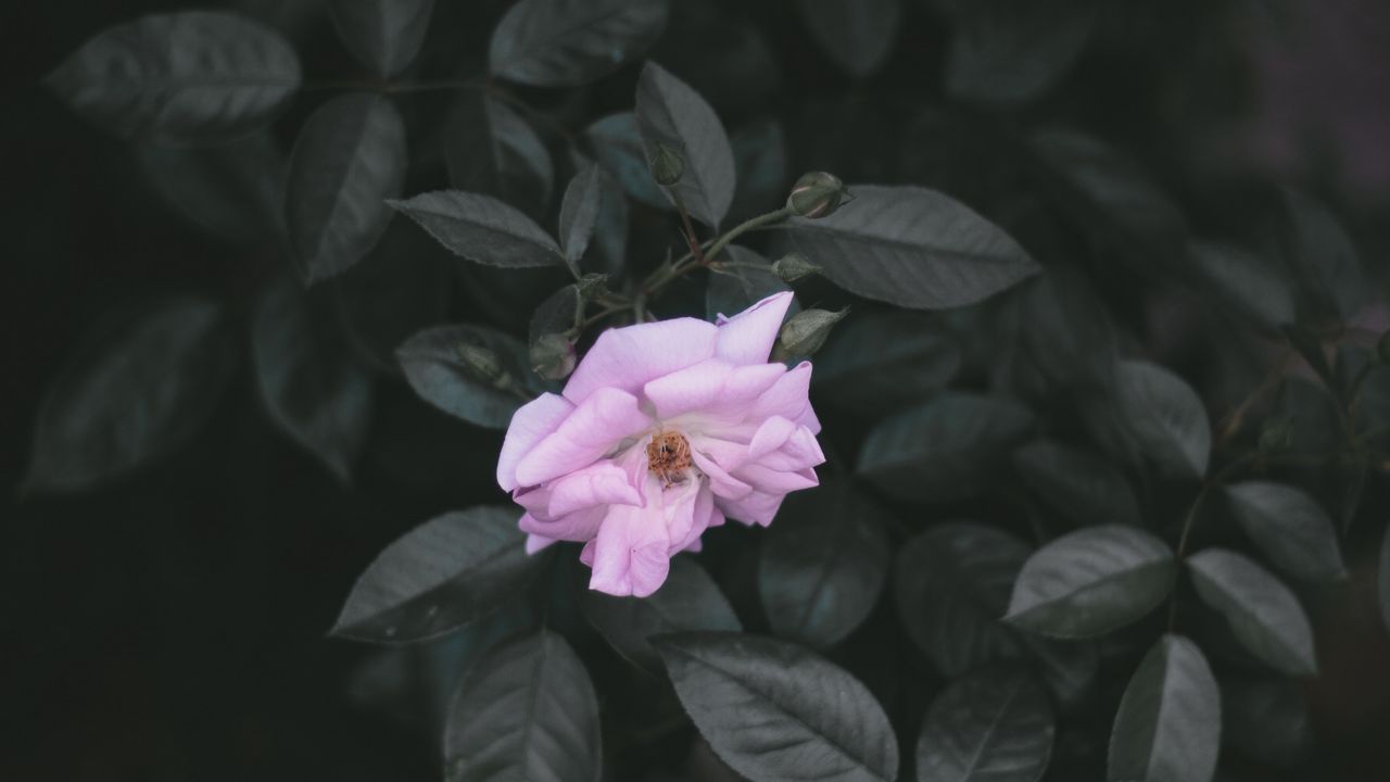 Wallpaper rose, wild rose, branches, leaves
