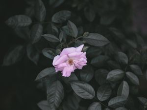 Preview wallpaper rose, wild rose, branches, leaves