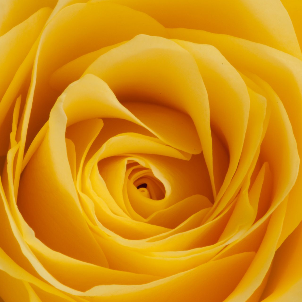 1280x1280 Wallpaper rose, yellow, bud, petals, macro