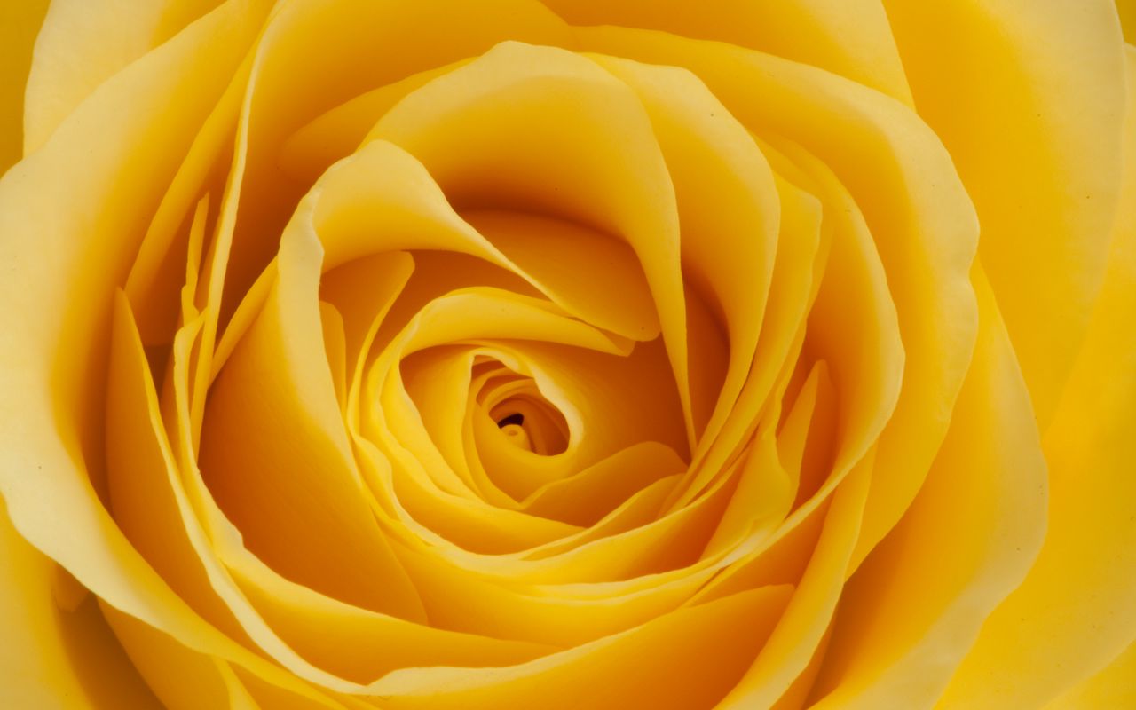 1280x800 Wallpaper rose, yellow, bud, petals, macro