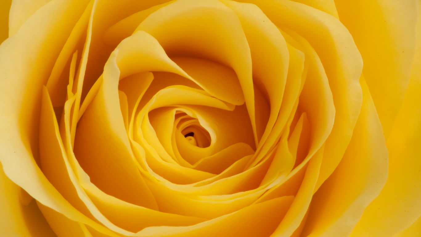 1366x768 Wallpaper rose, yellow, bud, petals, macro