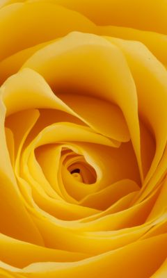 240x400 Wallpaper rose, yellow, bud, petals, macro