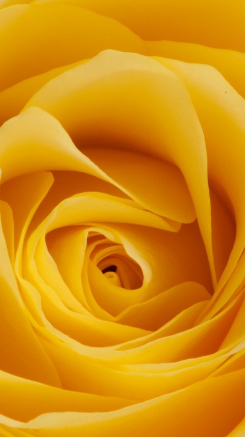 480x854 Wallpaper rose, yellow, bud, petals, macro