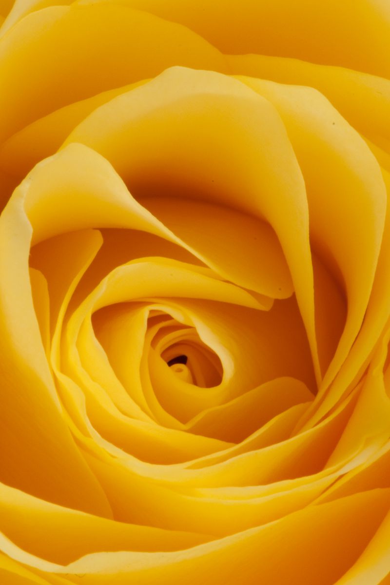 800x1200 Wallpaper rose, yellow, bud, petals, macro