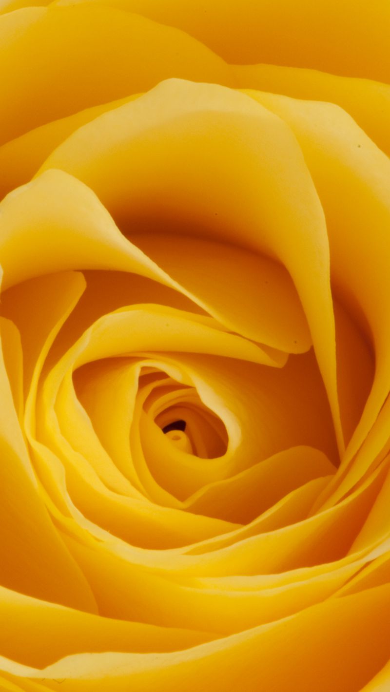 800x1420 Wallpaper rose, yellow, bud, petals, macro