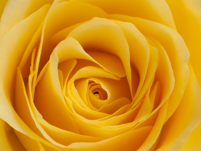 800x600 Wallpaper rose, yellow, bud, petals, macro