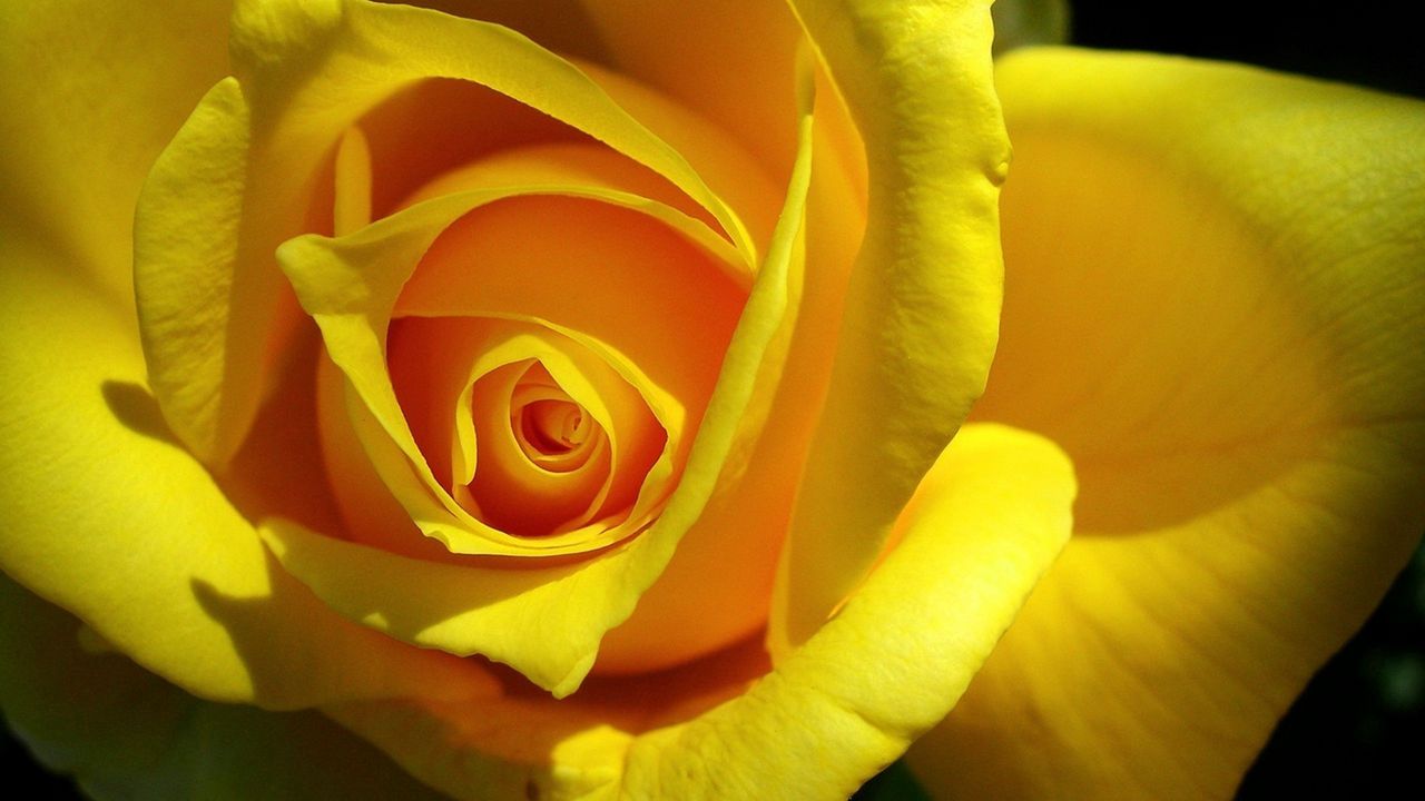 Wallpaper rose, yellow, bud, petals