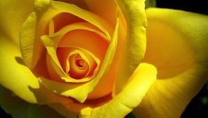 Preview wallpaper rose, yellow, bud, petals