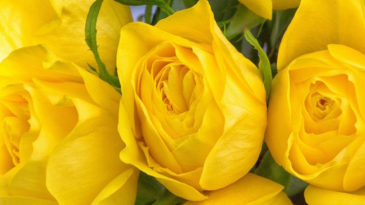 Wallpaper rose, yellow, buds, petals