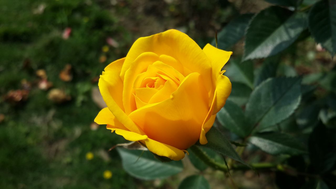Wallpaper rose, yellow, flower, bush, bud