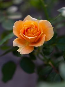 Preview wallpaper rose, yellow, flower, macro, bloom