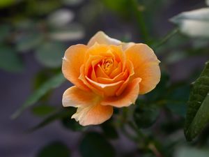 Preview wallpaper rose, yellow, flower, macro, bloom