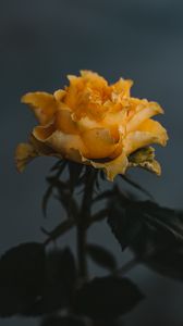 Preview wallpaper rose, yellow, flower