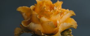 Preview wallpaper rose, yellow, flower