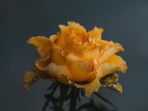 Preview wallpaper rose, yellow, flower