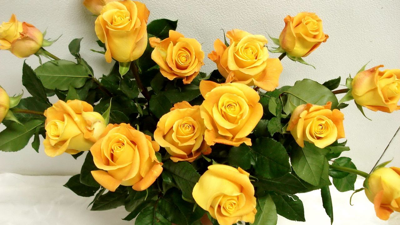 Wallpaper rose, yellow, flower, vase, elegant