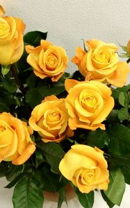 Preview wallpaper rose, yellow, flower, vase, elegant