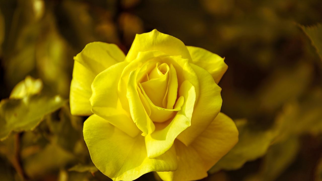 Wallpaper rose, yellow, macro