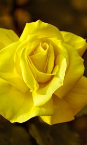 Preview wallpaper rose, yellow, macro