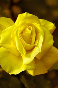 Preview wallpaper rose, yellow, macro