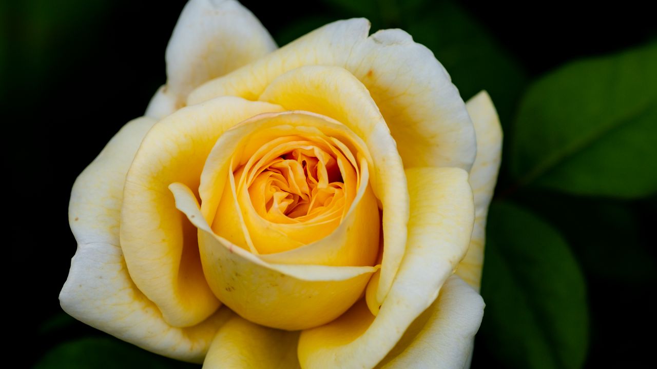 Wallpaper rose, yellow, petals, flower, macro