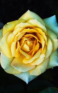 Preview wallpaper rose, yellow, petals, closeup