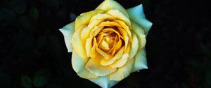 Preview wallpaper rose, yellow, petals, closeup