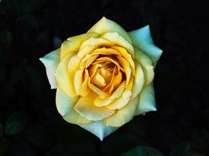 Preview wallpaper rose, yellow, petals, closeup