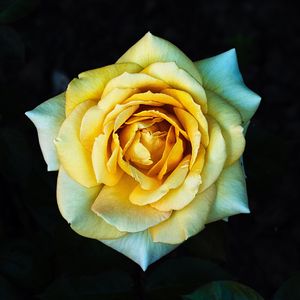 Preview wallpaper rose, yellow, petals, closeup