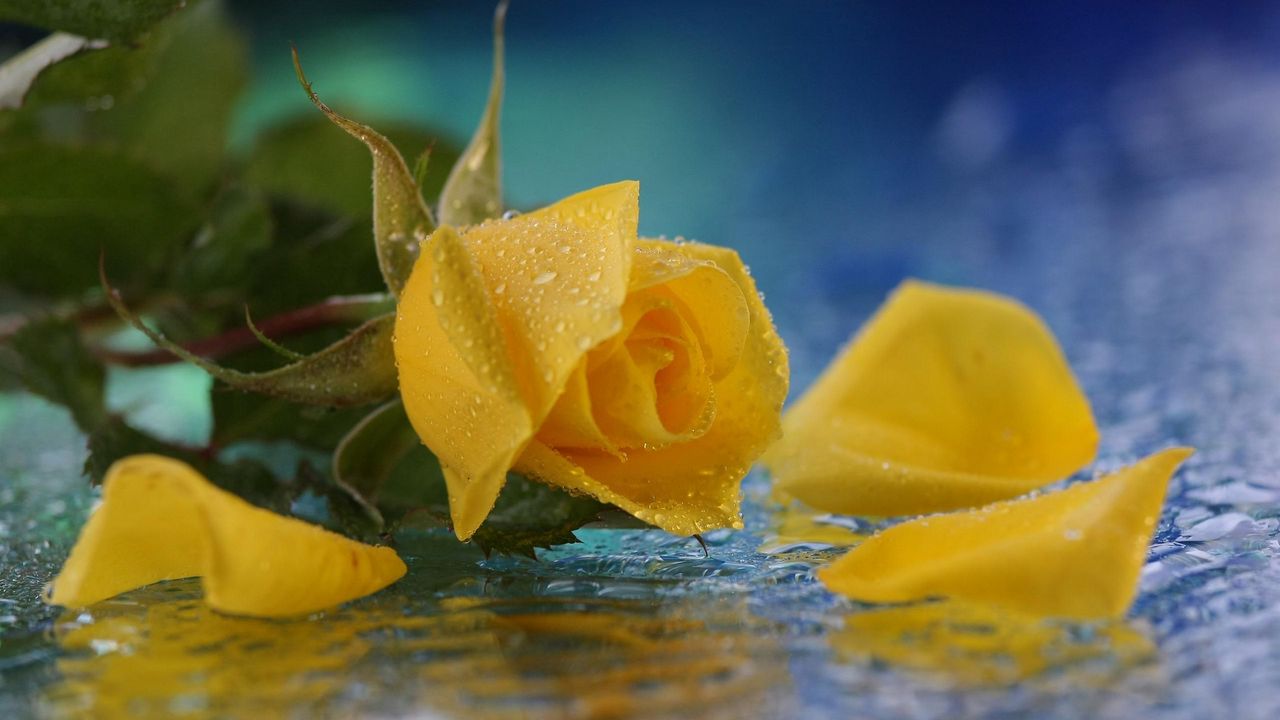 Wallpaper rose, yellow, petals, drops, water