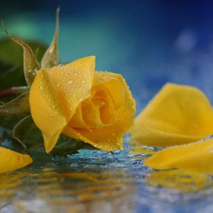 Preview wallpaper rose, yellow, petals, drops, water