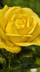 Preview wallpaper rose, yellow, wood, sharpness