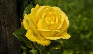 Preview wallpaper rose, yellow, wood, sharpness