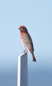 Preview wallpaper rosefinch, bird, board