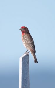 Preview wallpaper rosefinch, bird, board